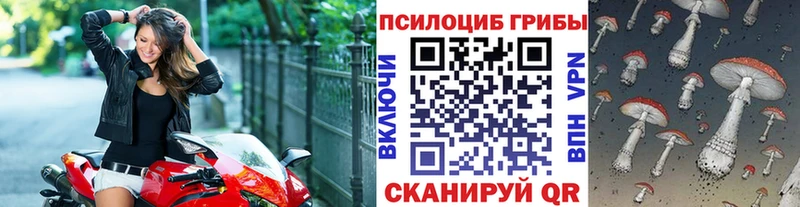 закладки  мега как войти  Псилоцибиновые грибы Psilocybine cubensis  Торжок 